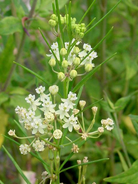 Whorled Milkweed