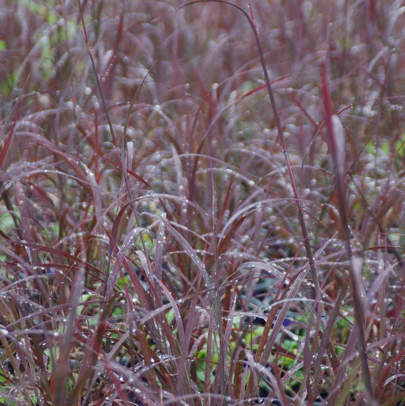 Blackhawks Big Bluestem