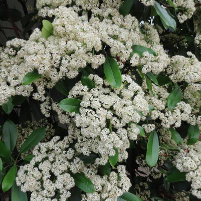 Nannyberry Viburnum