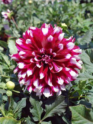 Mystery Day Dahlia