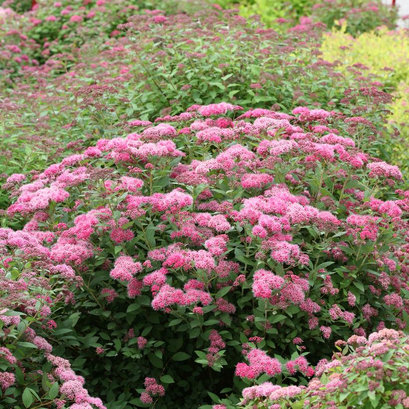 Double Play® Pink Spirea