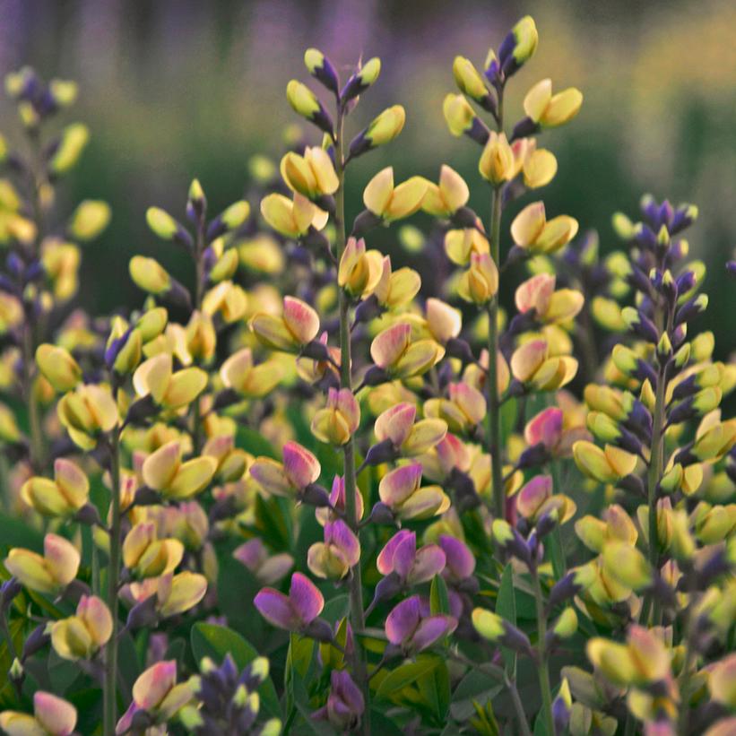 Decadence® Deluxe Pink Lemonade False Indigo