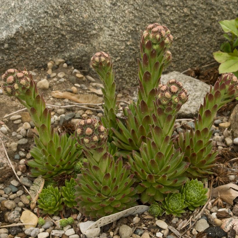 Braunii Hens & Chicks