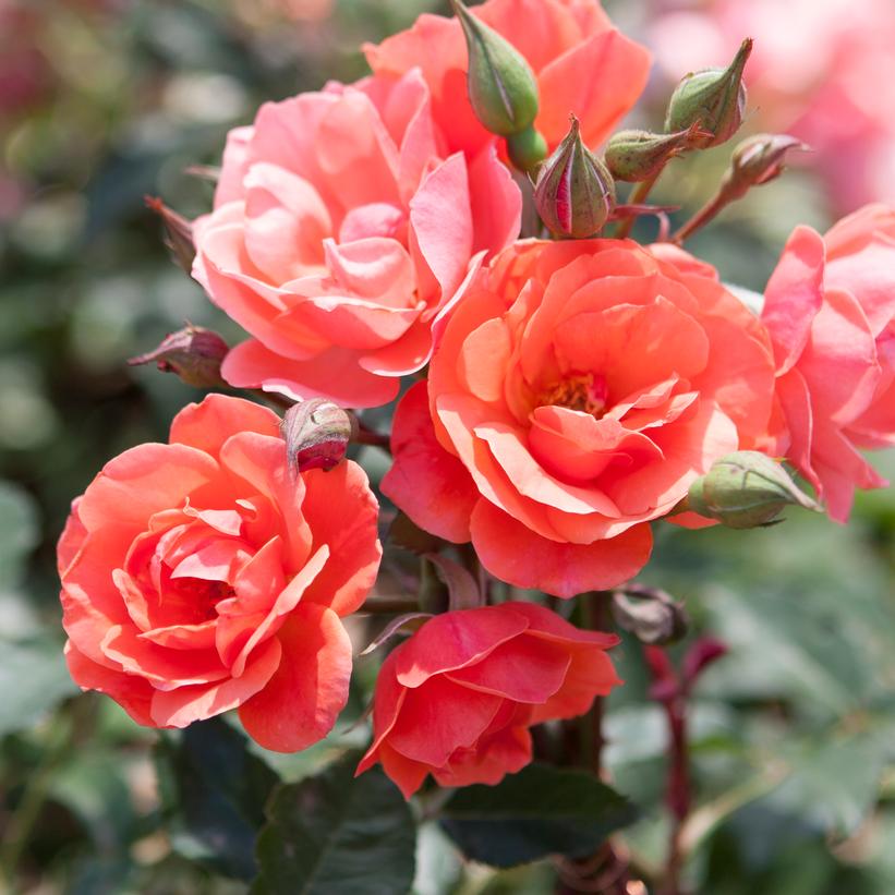 Coral Knock Out® Rose