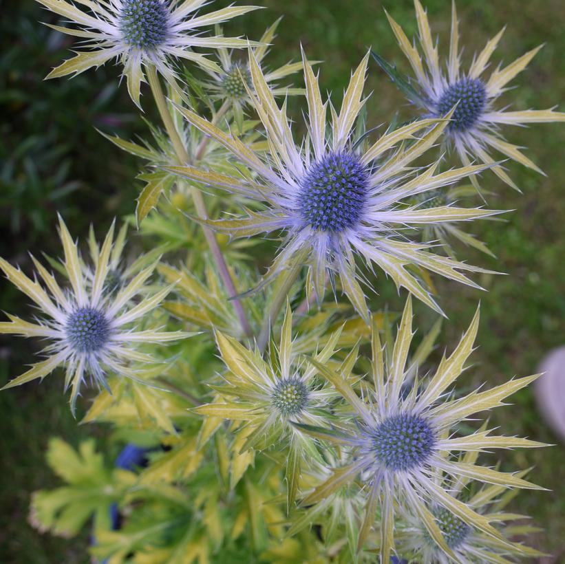 Neptune’s Gold Sea Holly