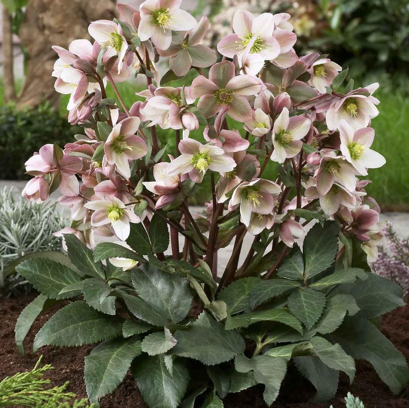 Pirouette Lenten Rose