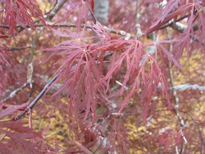 Red Dragon Weeping Japanese Maple