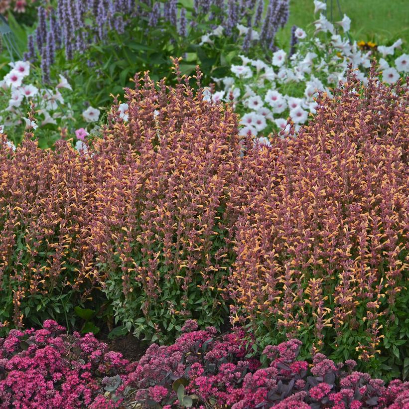 Peachie Keen Anise Hyssop