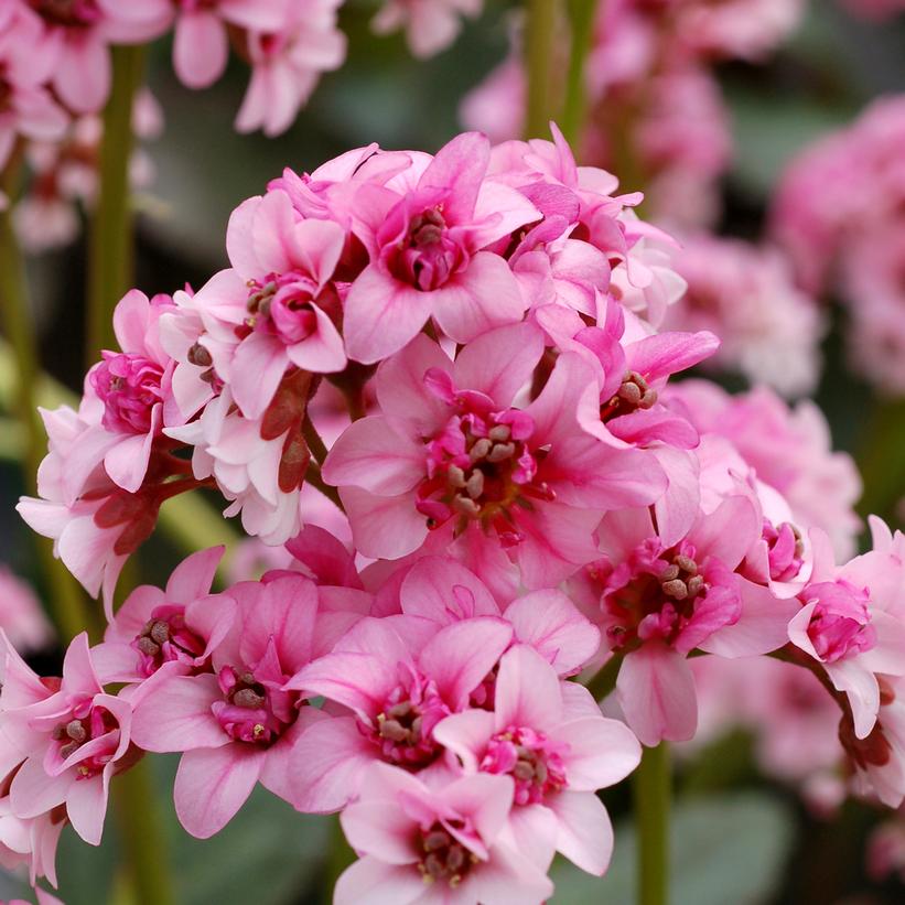 Sakura Heartleaf Bergenia