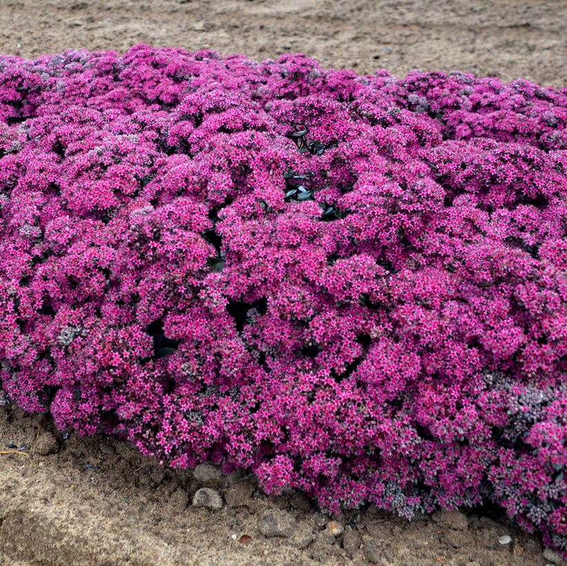 Rock ‘N Grow® Superstar Stonecrop