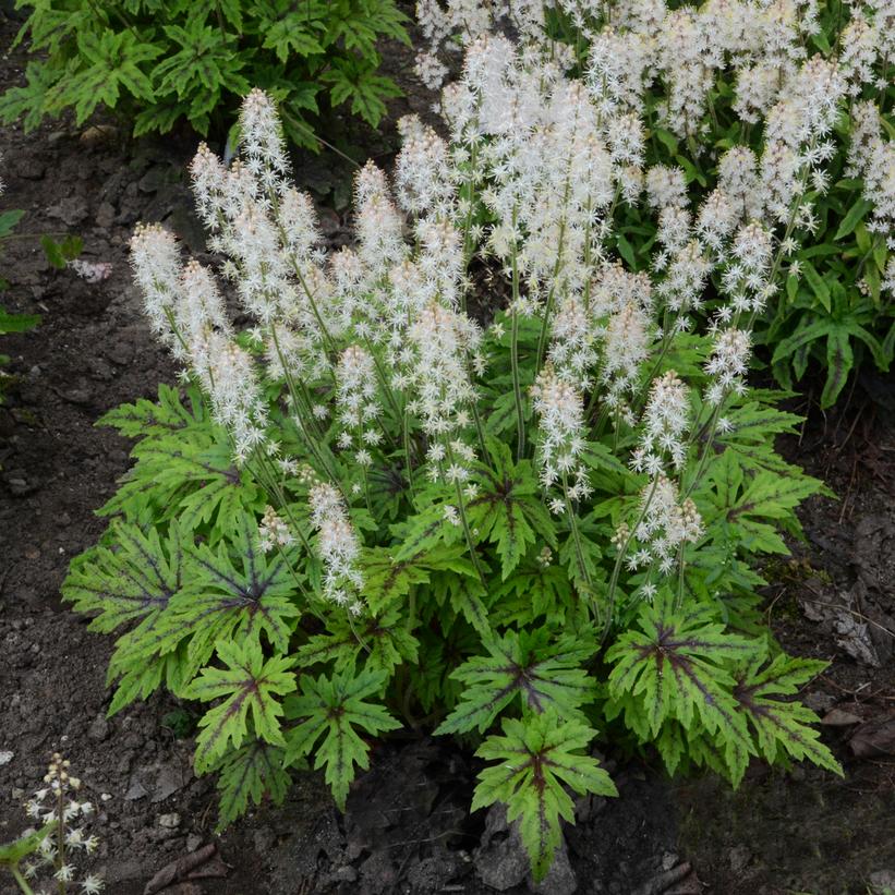 Cutting Edge Foamflower