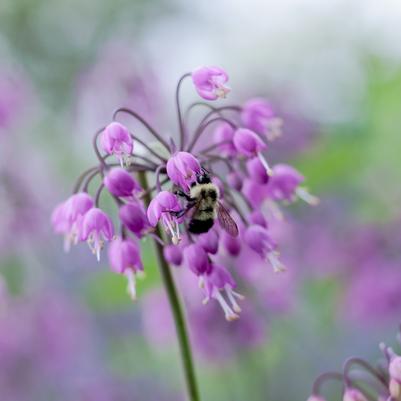 Wild Nodding Onion