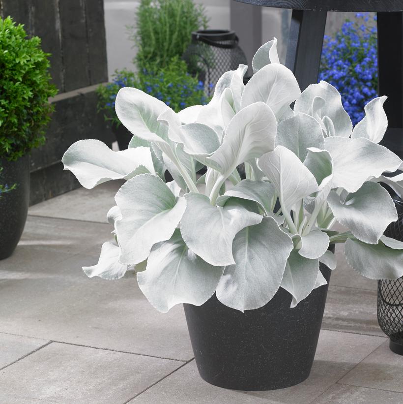 Angel Wings® Senecio