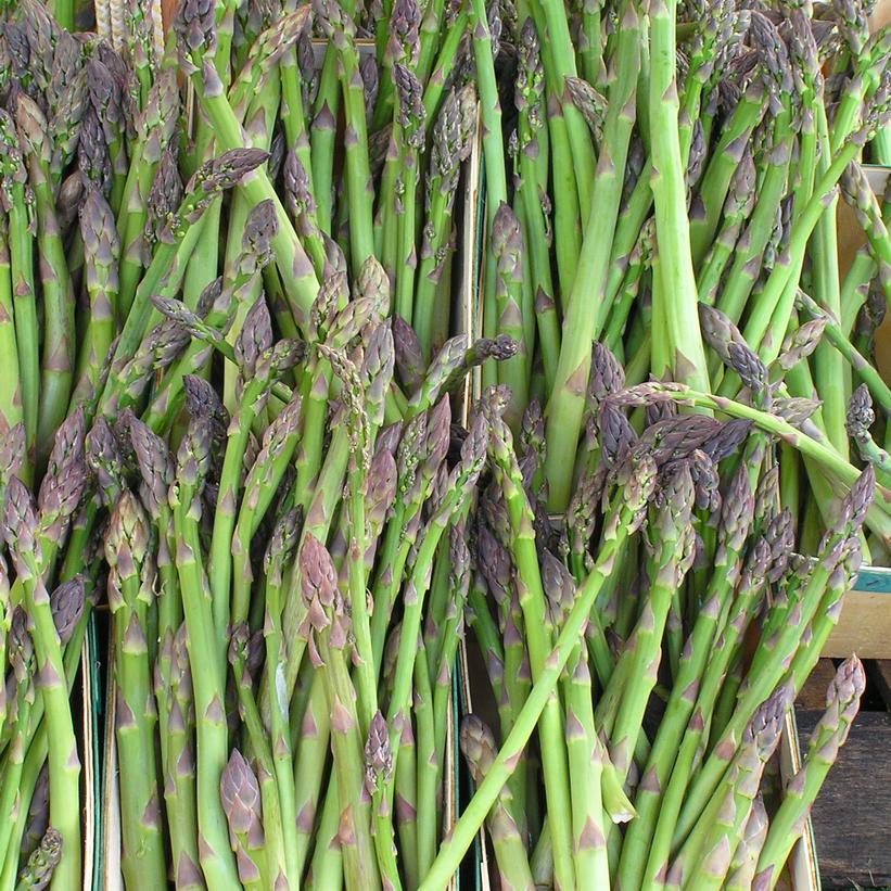 Jersey Giant Asparagus