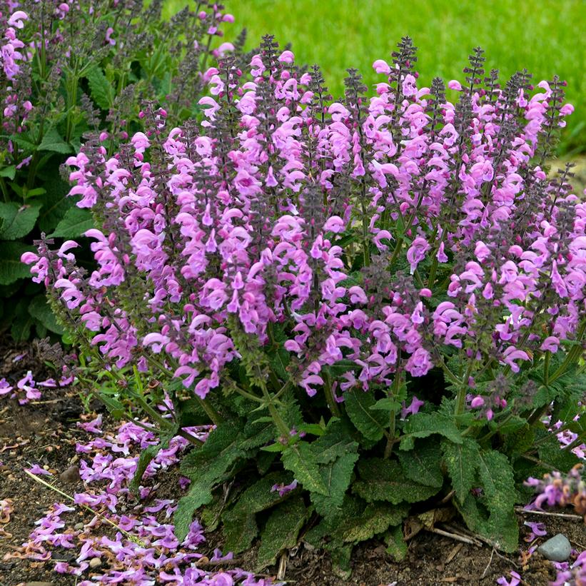 Fashionista™ Pretty in Pink Garden Sage