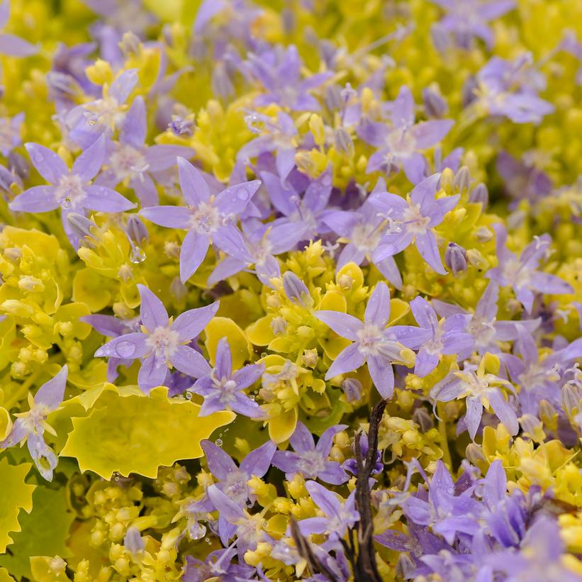 Dickson’s Gold Bellflower