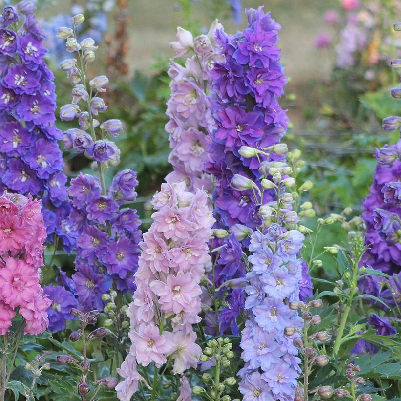 Mini Stars Hybrid Bee Delphinium