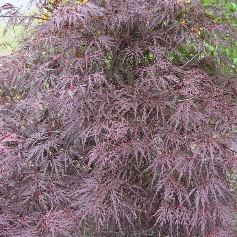 Tamukeyama Threadleaf Weeping Japanese Maple