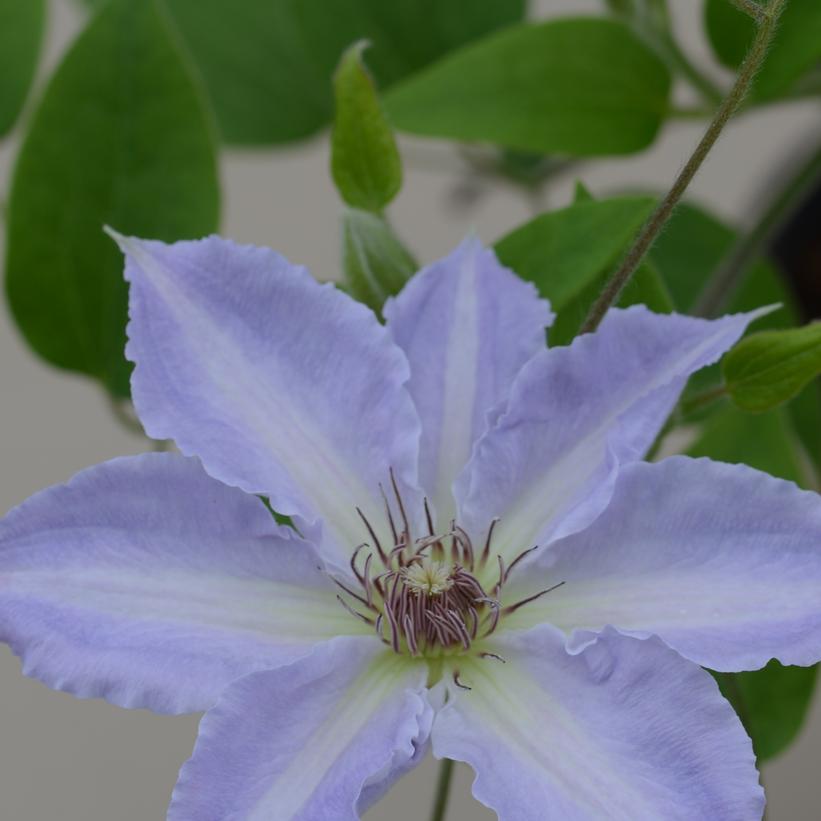 Tranquilite™ Clematis