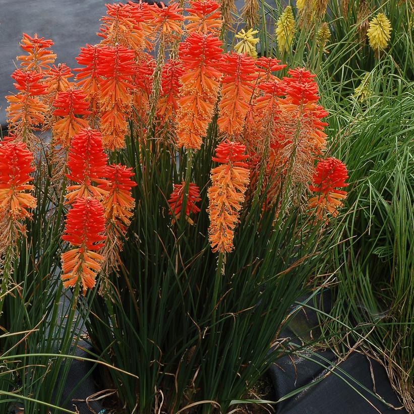 Poco Sunset Dwarf Red Hot Poker