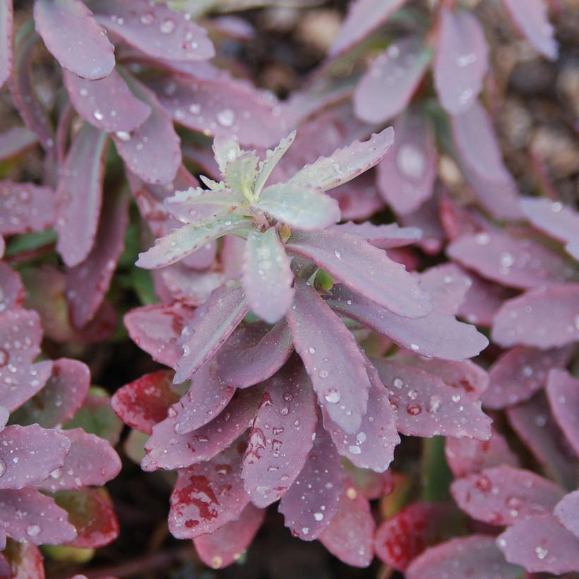 Plum Perfection Stonecrop