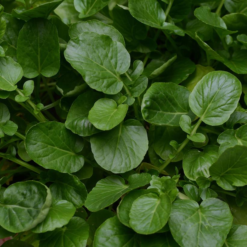 Cress Mixed Greens