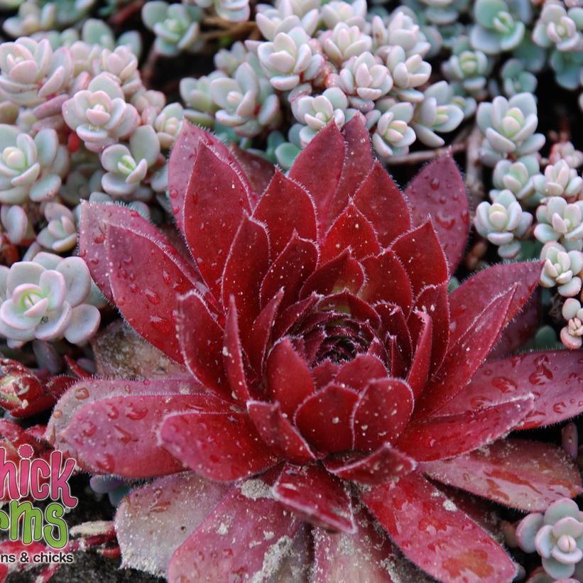 Cherry Berry Hens & Chicks