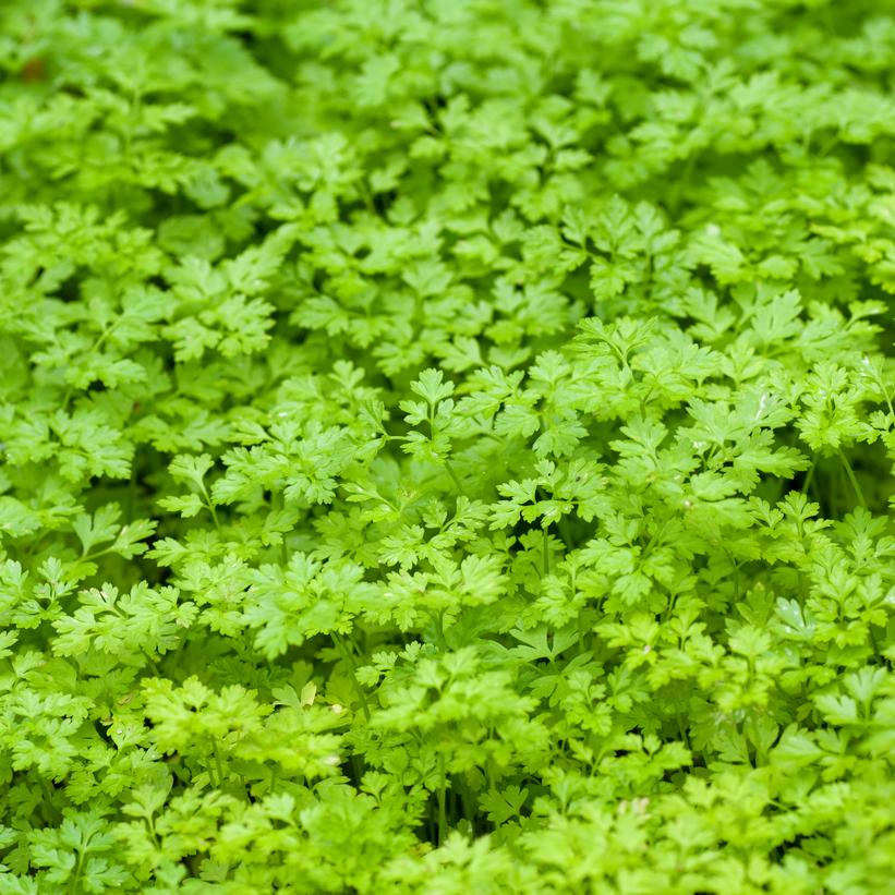 Vertissimo Chervil