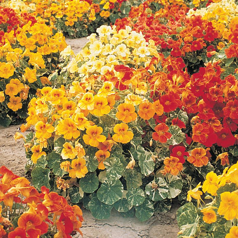 Alaska Mix Nasturtium