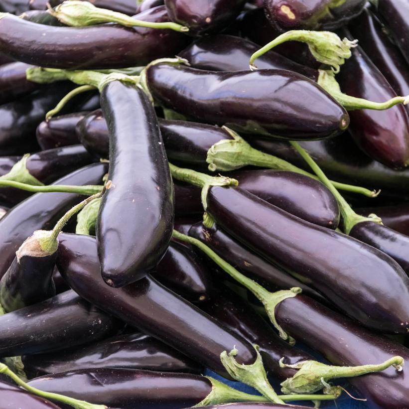 Orient Hybrid Asian Eggplant