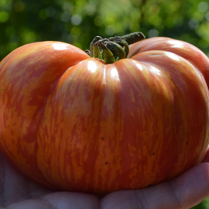 Mr. Stripey Heirloom Beefsteak Tomato