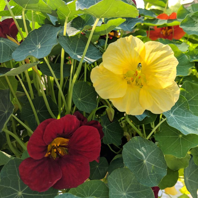 Night and Day Nasturtium