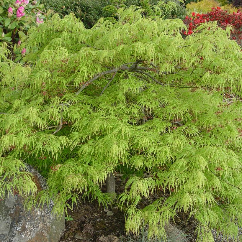 Green Threadleaf Weeping Japanese Maple