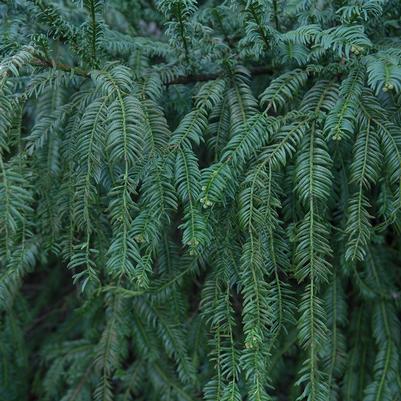 Japanese Plum Yew