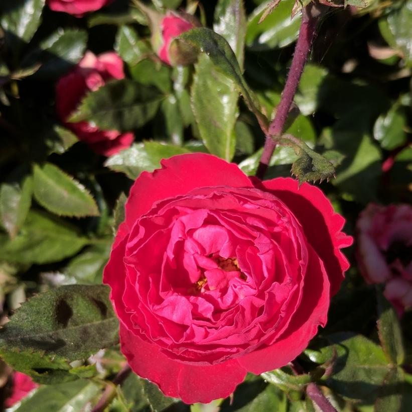 Cherrytini Floribunda Rose