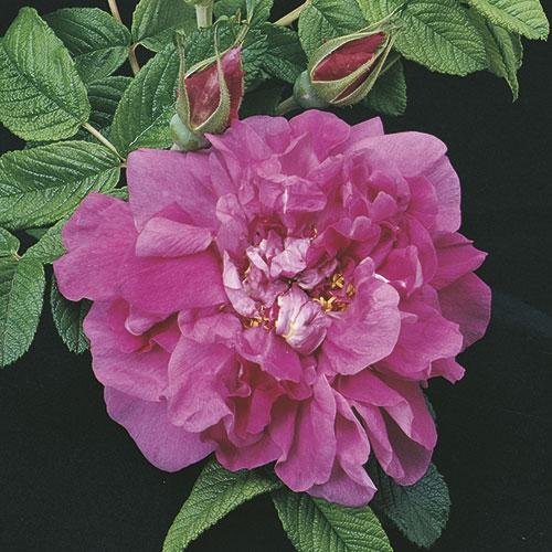 Hansa Landscape Shrub Rose