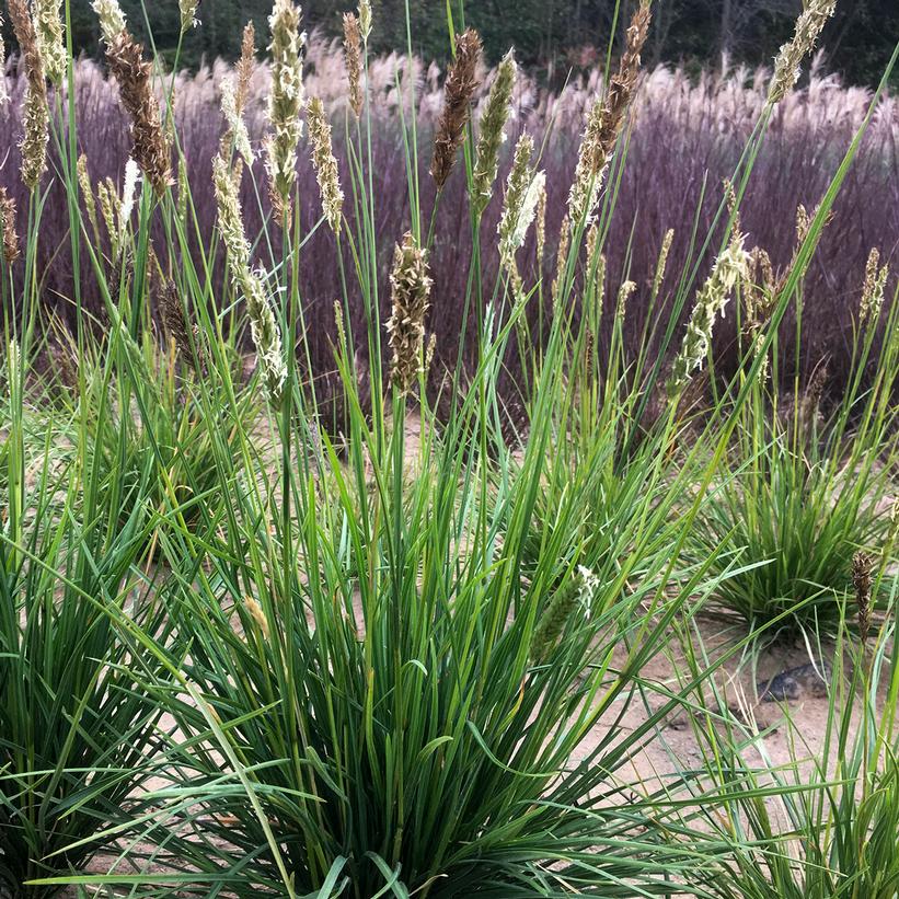 Autumn Moor Grass