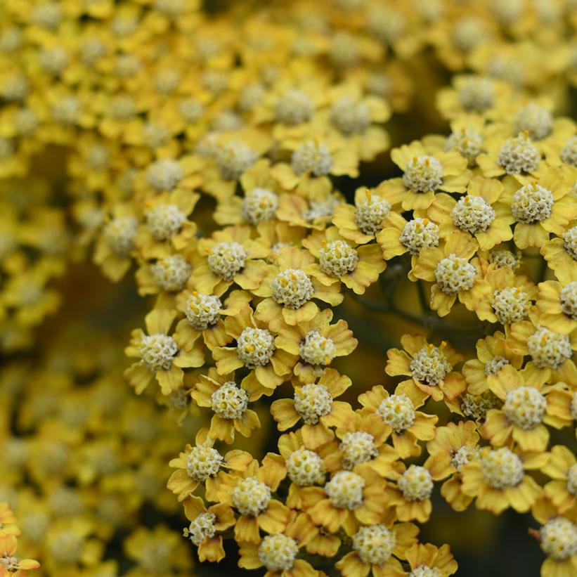 Yellow Bouquet Yarrow