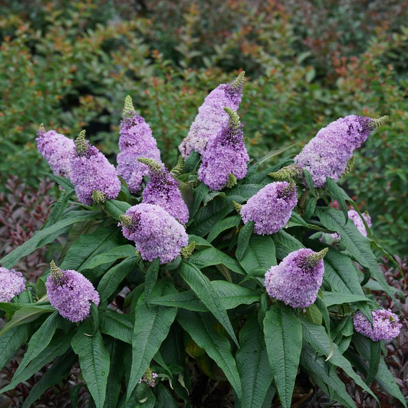 Pugster® Amethyst Butterfly Bush