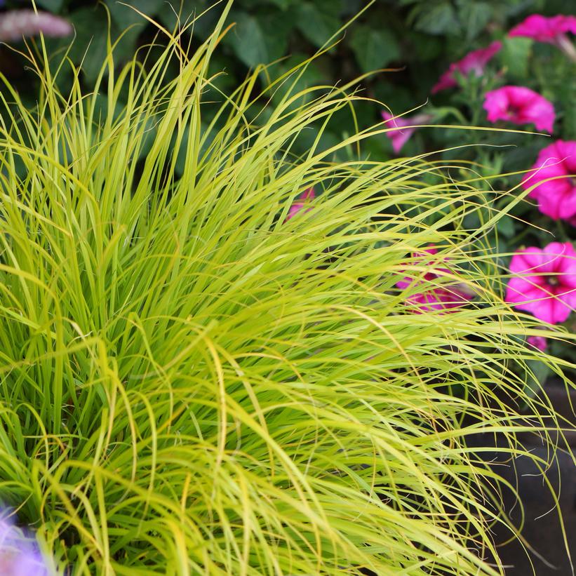 Lumen Gold­™ Fountain Grass