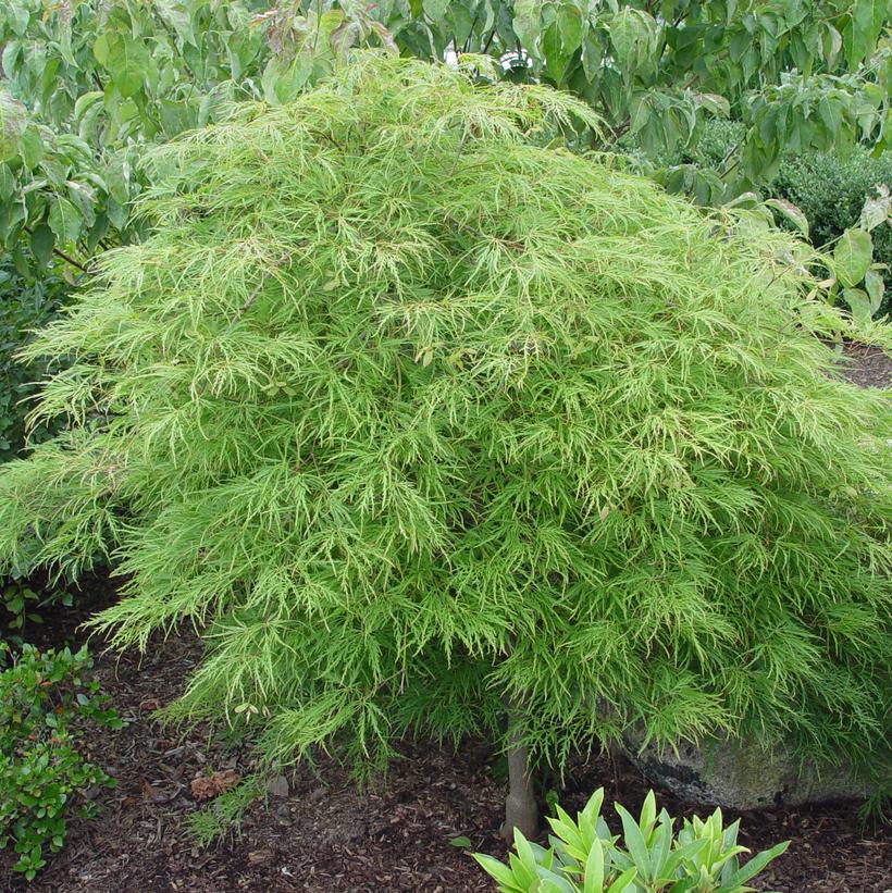 Waterfall Threadleaf Weeping Japanese Maple