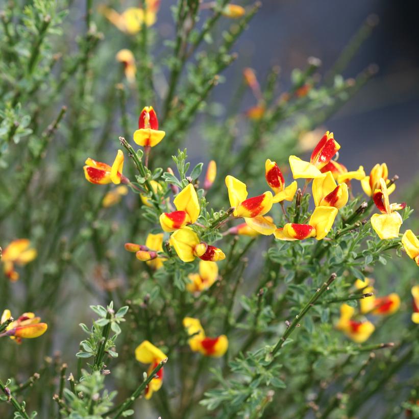 Sister Disco® Scotch Broom