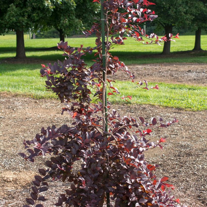 Purple Plunge® Prunus