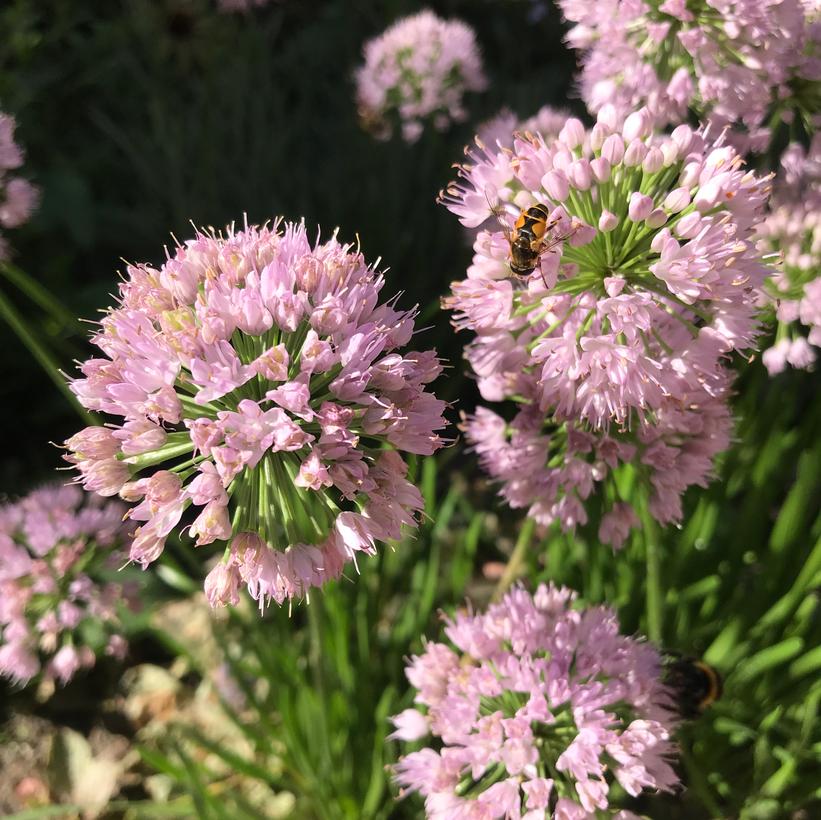 In Orbit Flowering Onion