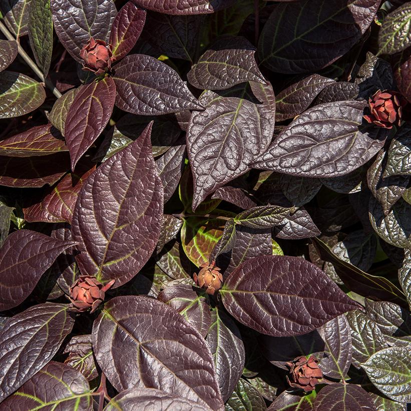 Burgundy Spice Sweetshrub