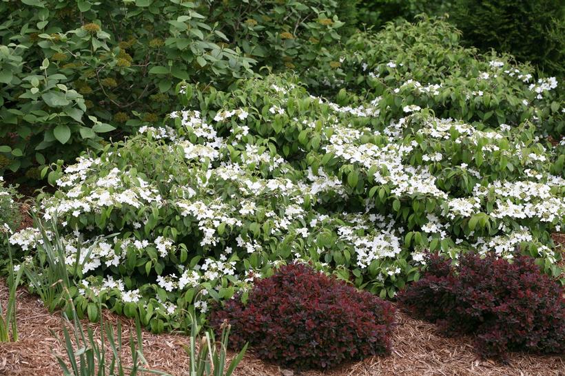 Wabi-Sabi&reg Doublefile viburnum