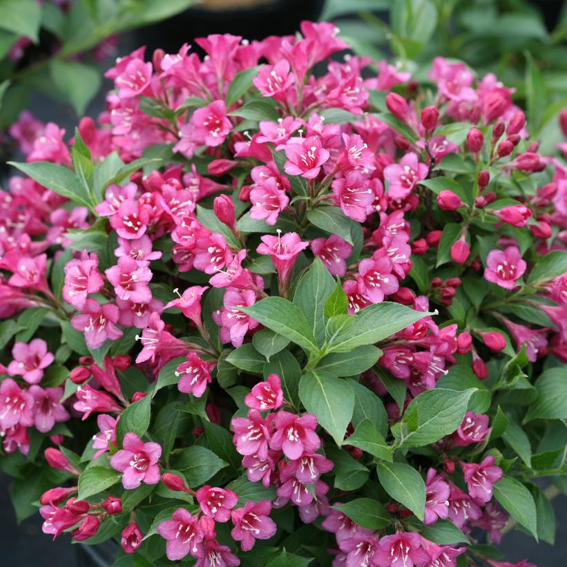 Snippet® Dark Pink Weigela