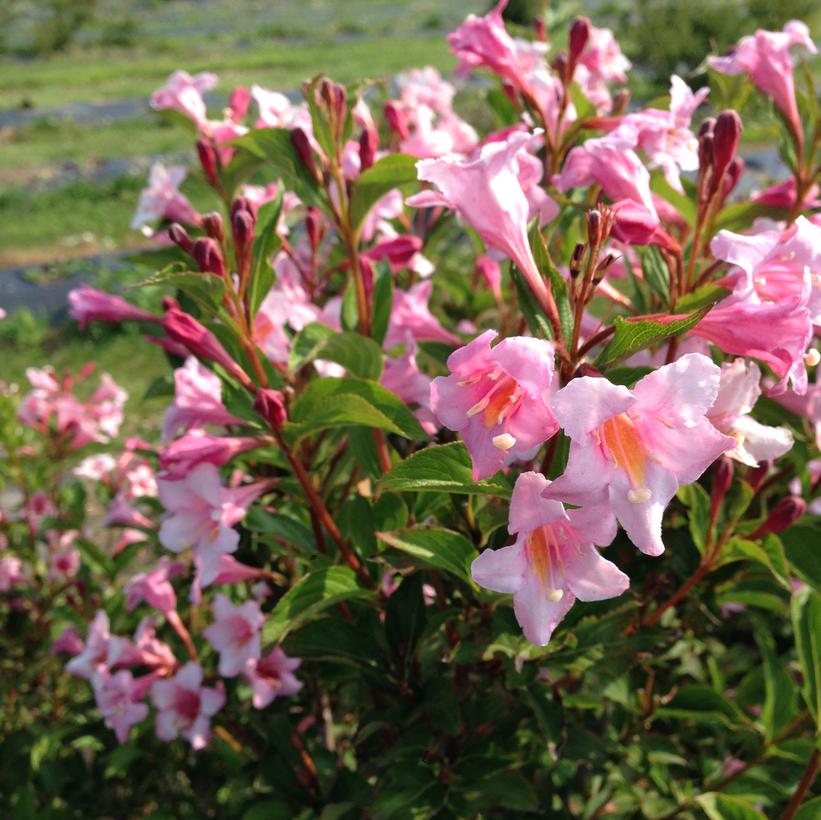 Sonic Bloom® Pure Pink Weigela