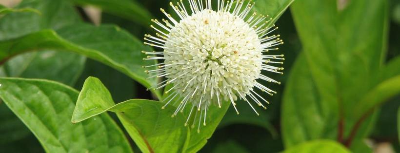 Fiber Optics® Buttonbush