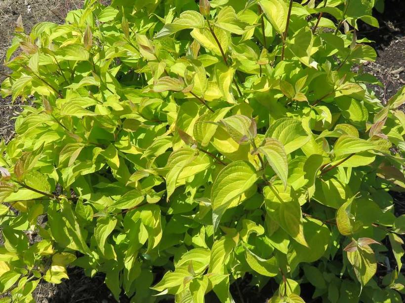 Neon Burst™ Dogwood